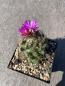 Preview: Coryphantha macromeris